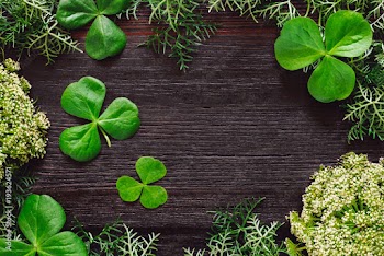 Shamrocks with Mixed Foliage on Dark Table