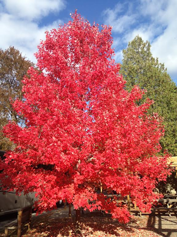 Sharing Our Call 2 - Fall 2016 - maristbr