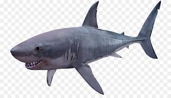 Shark