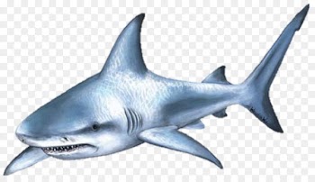 Shark attack Bull shark Clip art - Cartoon shark 