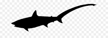 Shark, Black White M, Fauna, Fish PNG