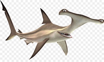 Shark Bruce Marlin Wall decal - Bruce nemo 