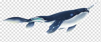 Shark, Cartoon belly white shark transparent background PNG clipart