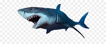 Shark Clip art - Shark PNG 
