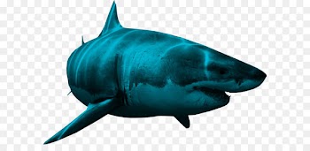 Shark Clip art - Shark Png Image 
