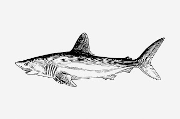 Shark drawing, vintage sea animal | Free Photo - rawpixel