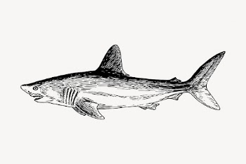 Shark drawing, vintage sea animal | Free Vector - rawpixel