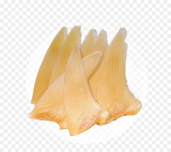 Shark fin soup Seafood Fish fin - Shark fin 