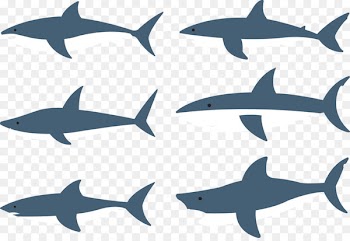 Shark Fish Clip art - Vector variety of sharks 