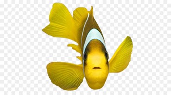 Shark Fish Clip art - Yellow fish 