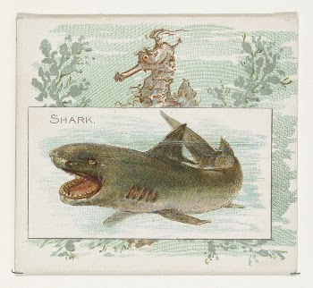 Shark, from Fish from American | Free Photo - rawpixel