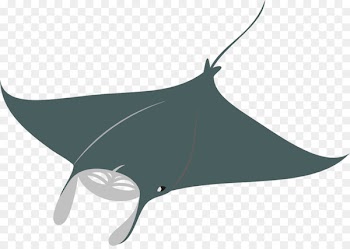 Shark Giant oceanic manta ray Fish Whiptail stingray - Manta Fitness Logo 