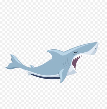 Shark Illustration - shark 