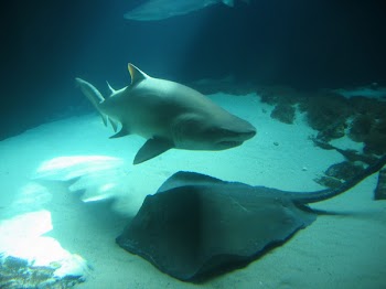 shark_IMG_6754_.jpg