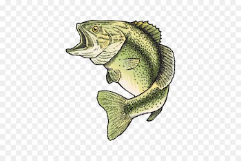 Shark Northern pike Siamese fighting fish Bluegill - shark 