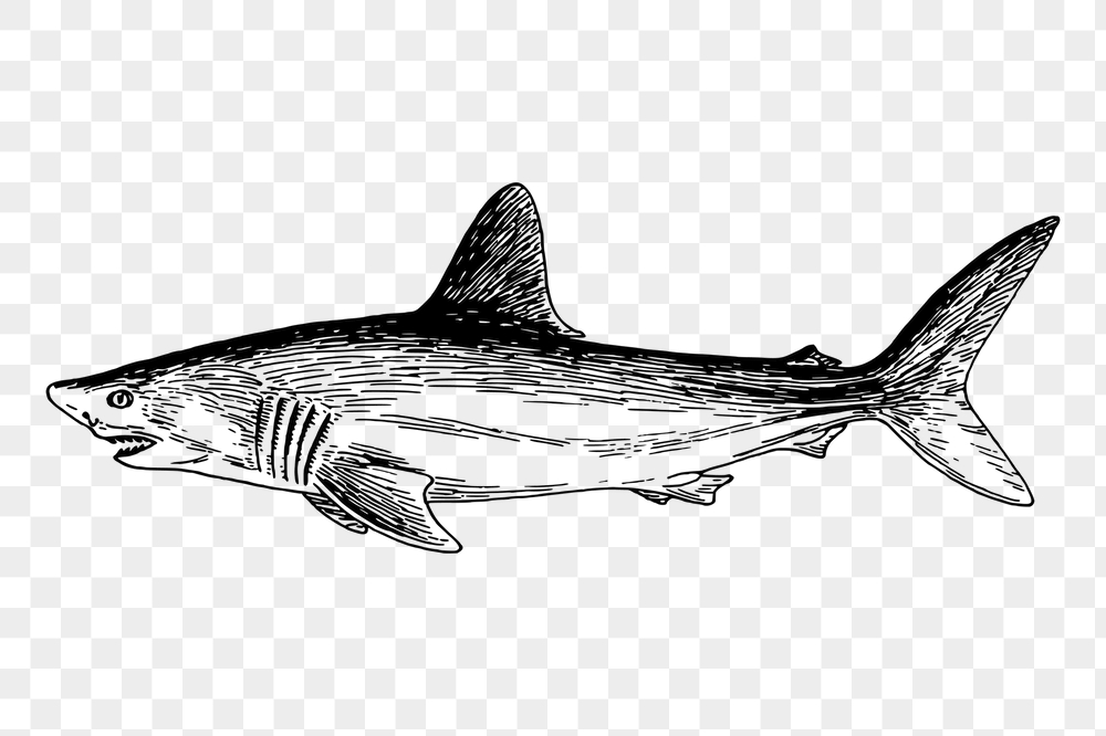 Shark png sticker, vintage sea | Free PNG - rawpixel