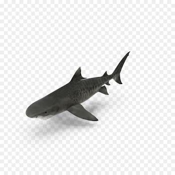 Shark Predator Benthic zone Predation - Benthic sharks 