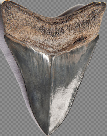 Shark Teeth PNG Download Image