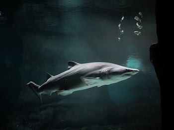 Shark Underwater