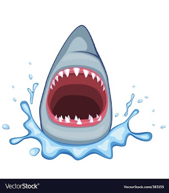 Shark vector image