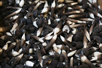 Sharpened Mushroom Pile