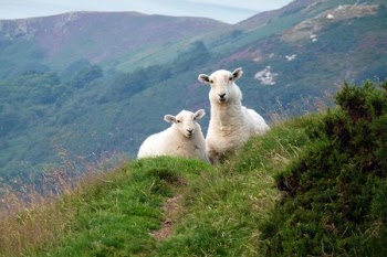 Sheep 1.JPG