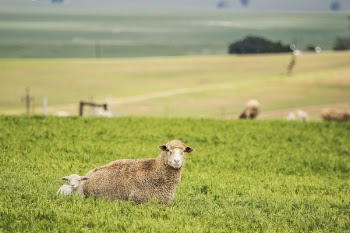 Sheep and Lamb Lying on Grass