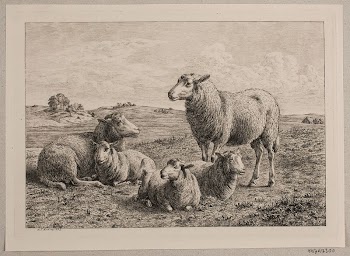 Sheep and lambs in the field | Free Photo - rawpixel