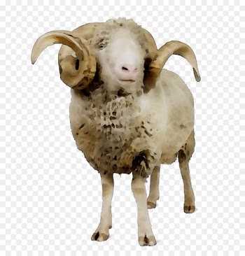 Sheep Argali Goat Terrestrial animal Snout -  