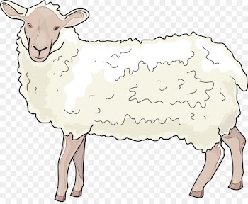 Sheep, Barbary Sheep, Cattle, Vertebrate PNG
