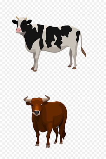 Sheep Cattle Livestock Farm - Dairy cow 