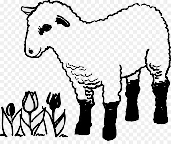 Sheep, Coloring Book, Child, Mammal, Line Art PNG