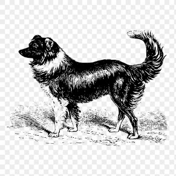 Sheep dog png, animal clipart, | Free PNG Illustration - rawpixel
