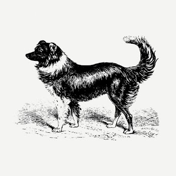 Sheep dog, vintage animal illustration | Free PSD Illustration - rawpixel