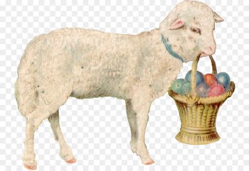 Sheep Easter Bunny Easter postcard Easter egg - easter card 