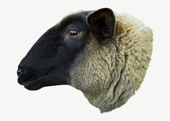 Sheep farm animal collage element | Free PSD - rawpixel