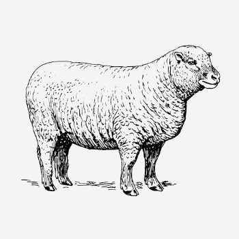 Sheep, farm animal illustration. Free | Free Photo Illustration - rawpixel