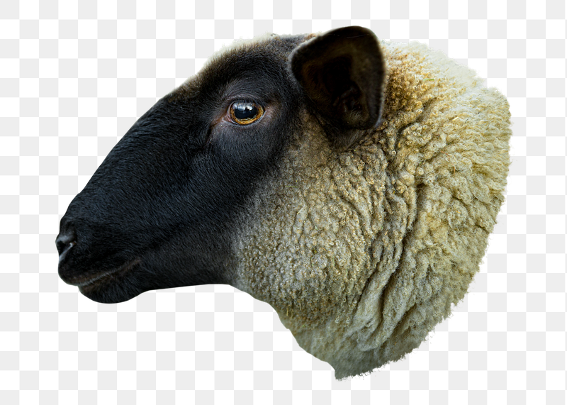 Sheep farm animal png sticker, | Free PNG - rawpixel