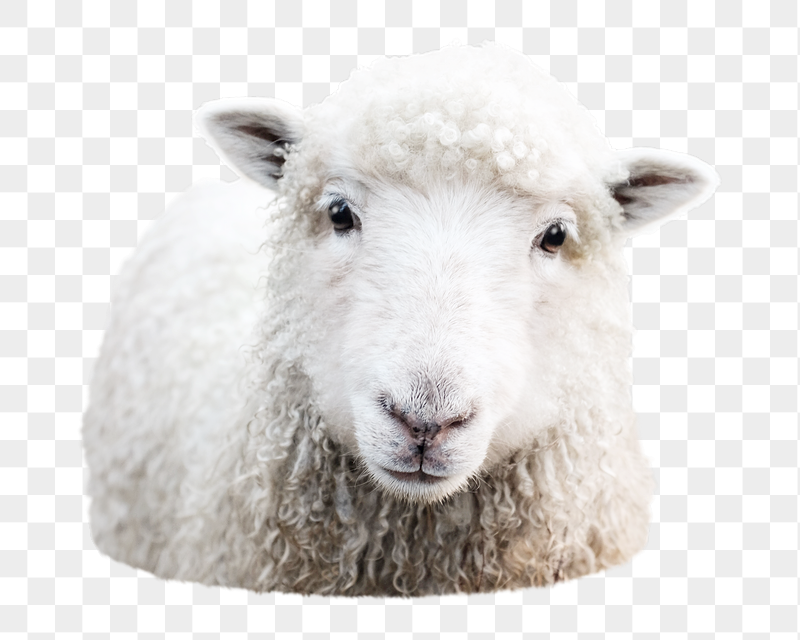 Sheep farm animal png sticker, | Free PNG - rawpixel