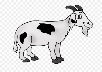 Sheep, Goat, Cattle, Vertebrate, Goats PNG