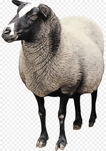 Sheep, Goat, Cattle, Vertebrate PNG
