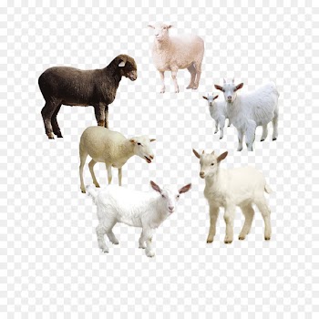 Sheep Goat Download Icon - Sheep album 