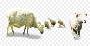 Sheep Goat Herding - Bow flock 