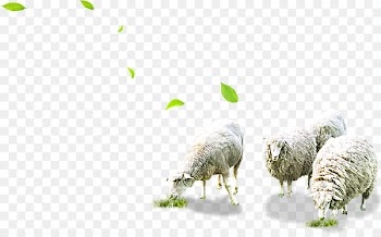 Sheep Grazing Herd - Grazing sheep 