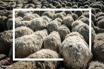 Sheep herd patterned background | Free stock psd mockup - 599790