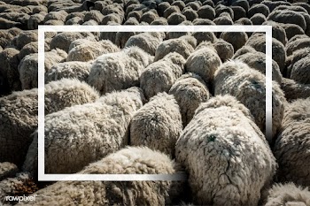 Sheep herd patterned background | Free stock vector - 599791