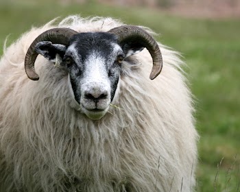 sheep_horns.jpg