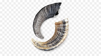 Sheep Icelandic Lamb Horn Dog Treat Dog Treats - sheep 
