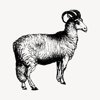 Sheep illustration clipart vector. Free | Free Vector - rawpixel