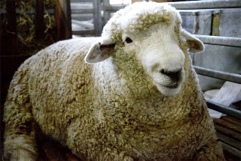 Sheep in Expo Prado 2020. | Free Photo - rawpixel